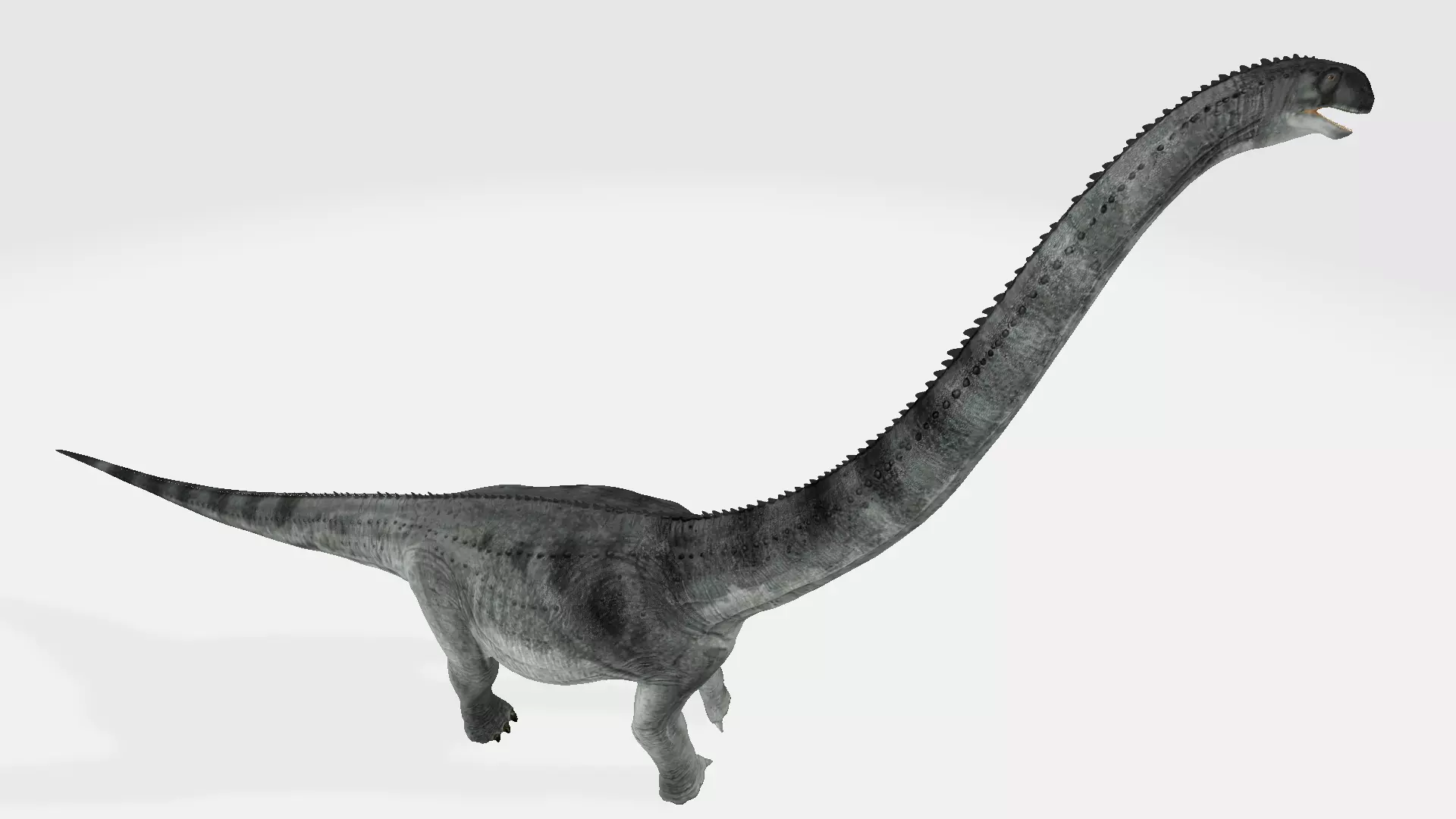 puertasaurus sauropod dinosaur 3D model_0