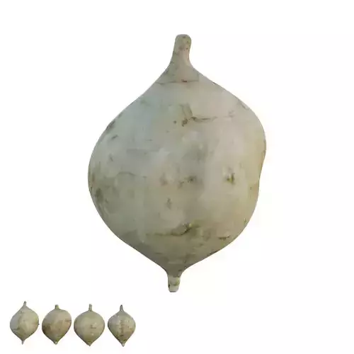 Pachyrhizus erosus 02