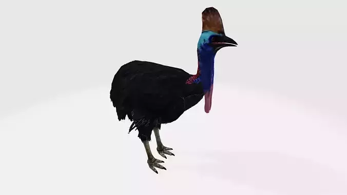 Cassowary ostrich