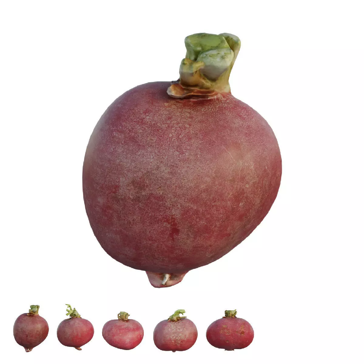 Radish grape 3D model