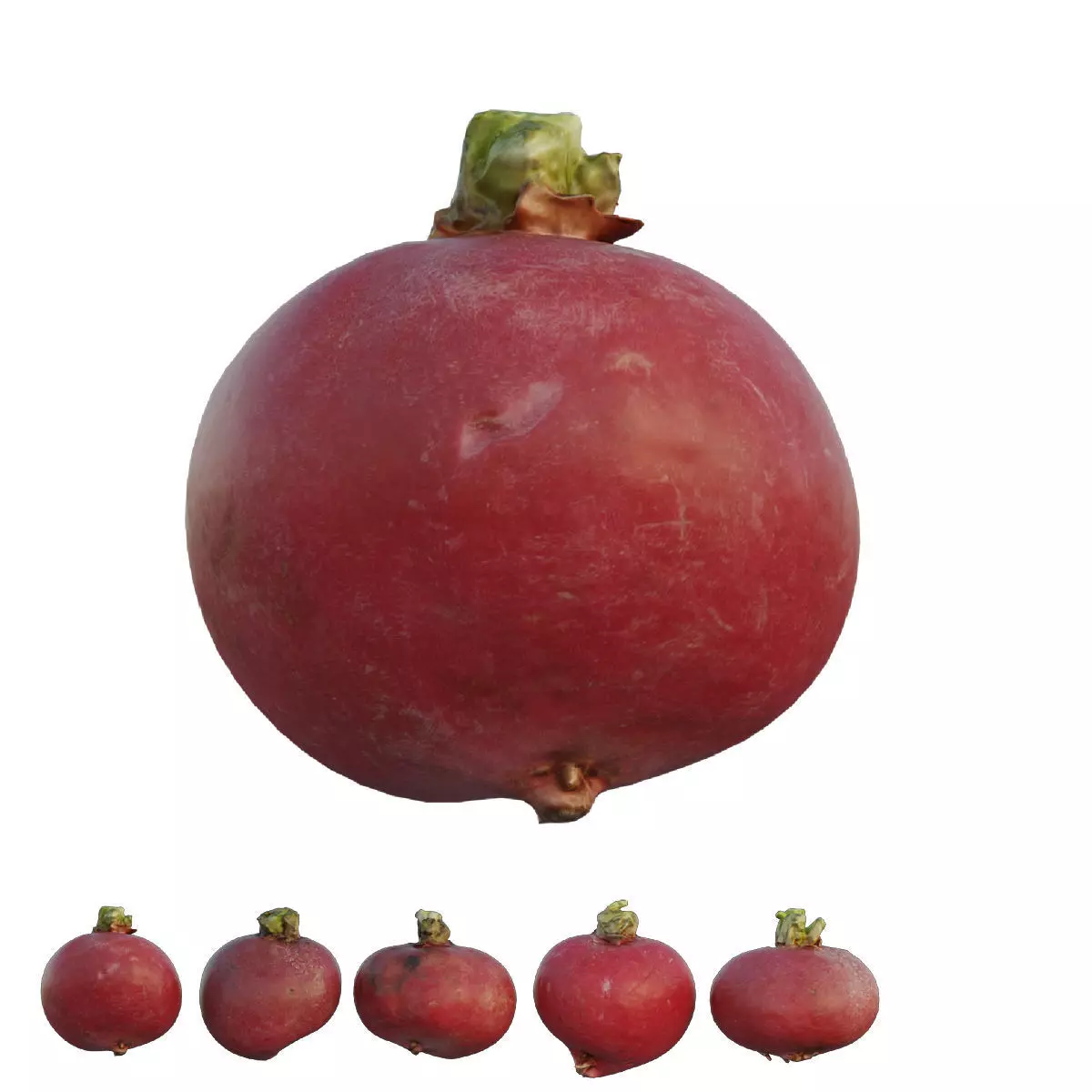 Radish 02 3D model