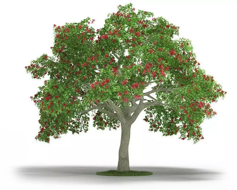 Green Leafy Erythrina 3D model_0