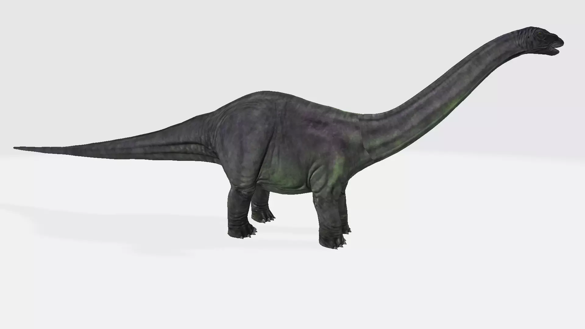 Argentinosaurus dinosaur 3D model_0