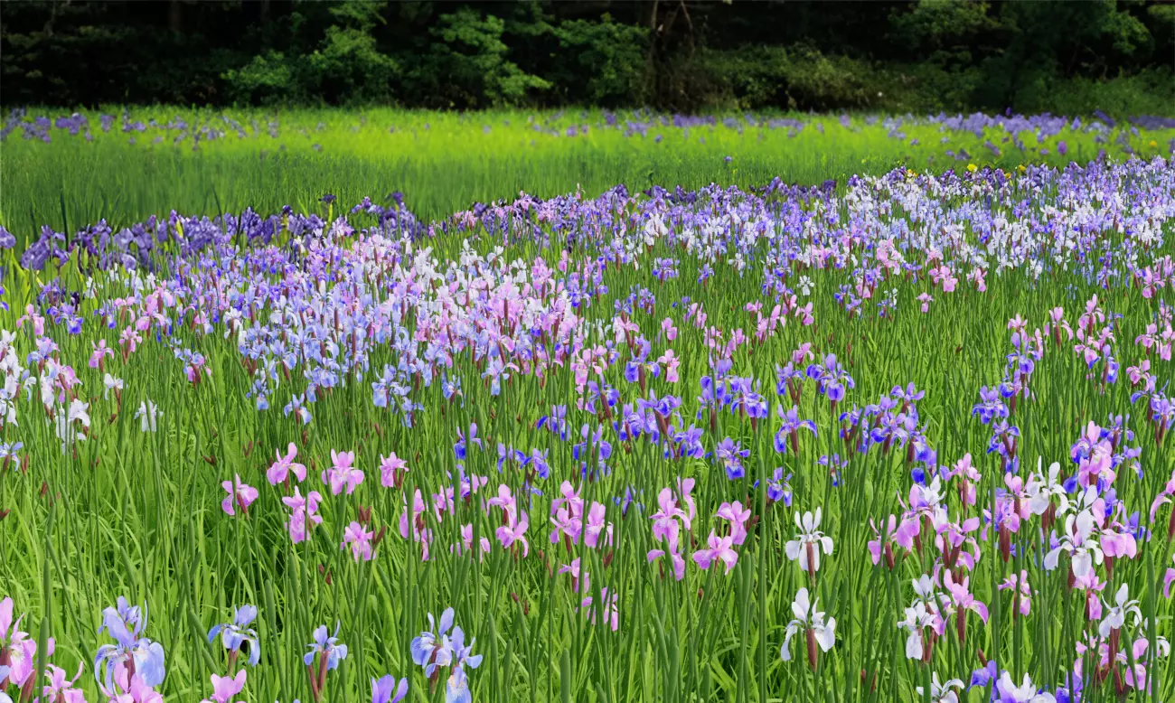 Iris sibirica 3D model