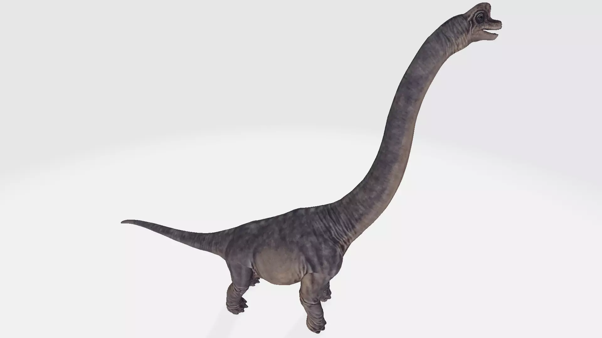 Brachiosaurus dinosaur 3D model_0