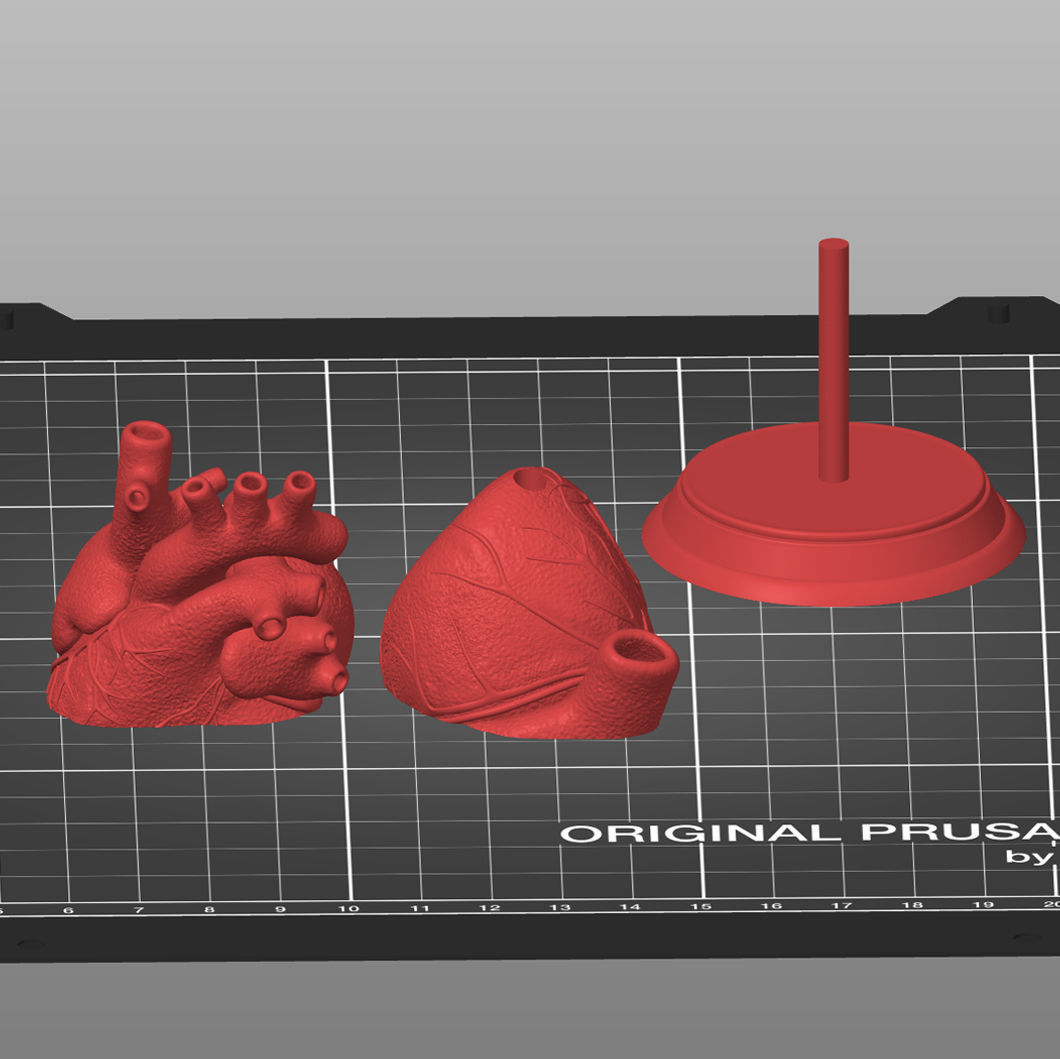 Anatomical Human Heart 3D print model_3