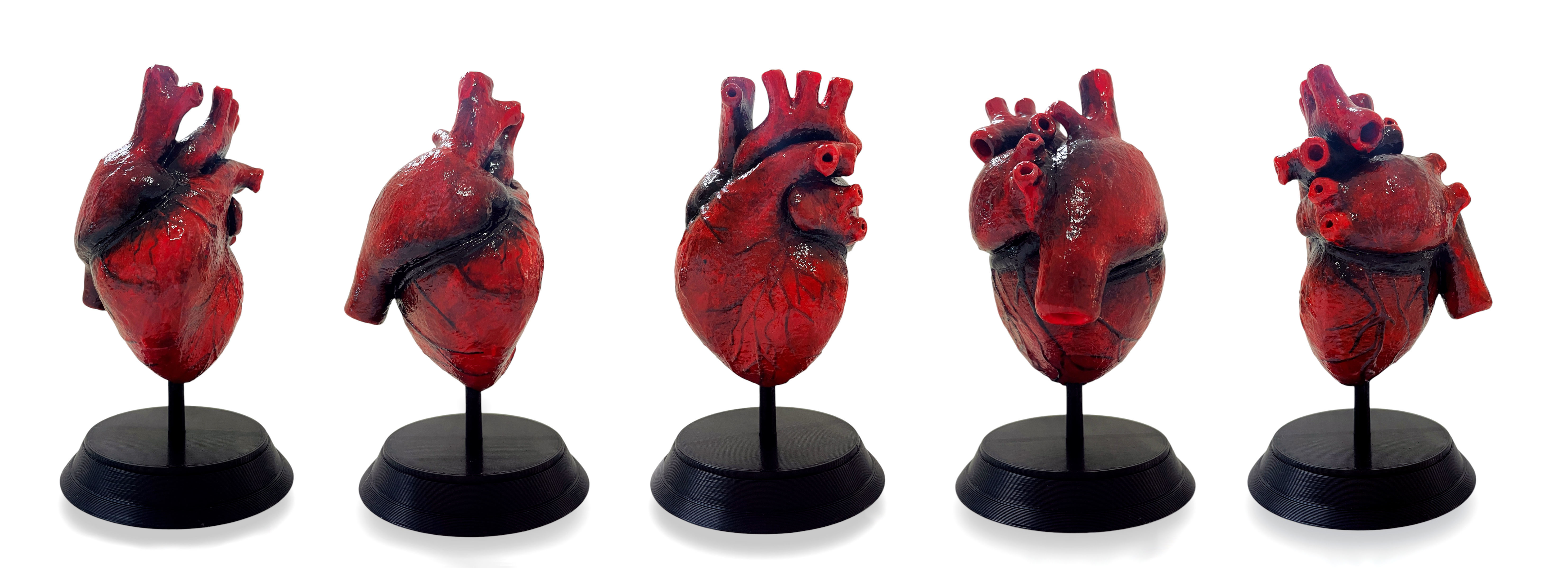 Anatomical Human Heart 3D print model_2