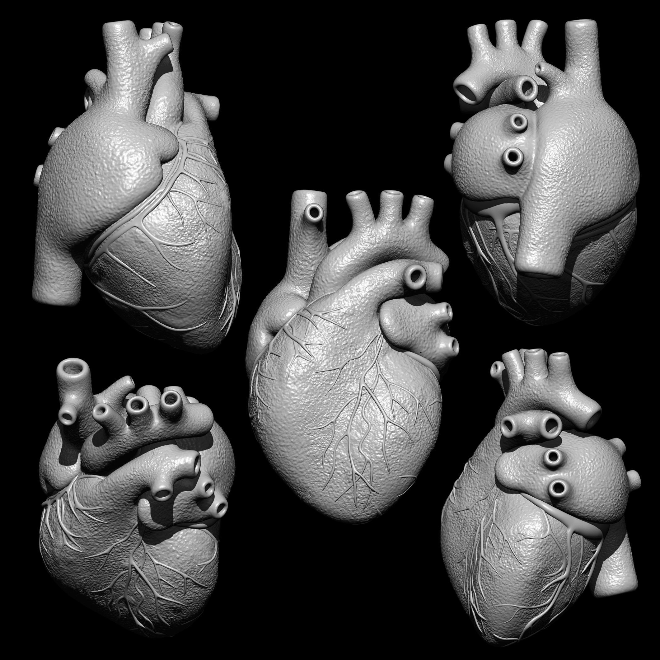 Anatomical Human Heart 3D print model_1