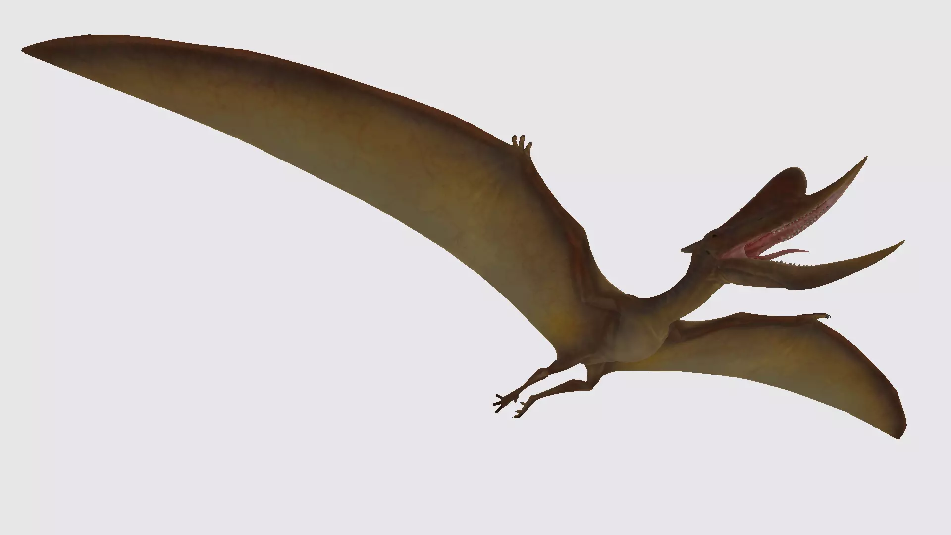 Dsungaripterus dinosaur flying 3D model_0