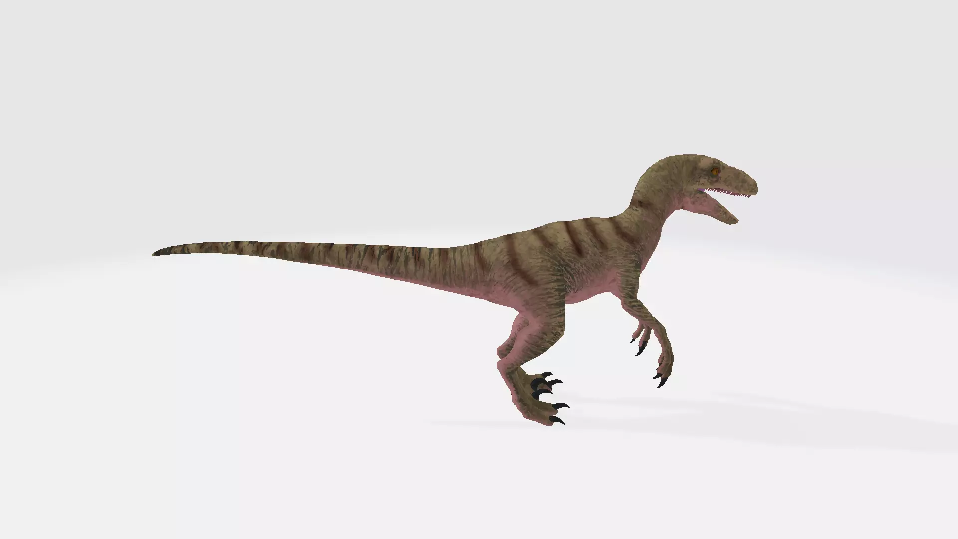 Eoraptor dinosaur 3D model_0