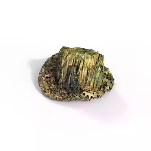 Forest Tree Stump 4K -Part 4-