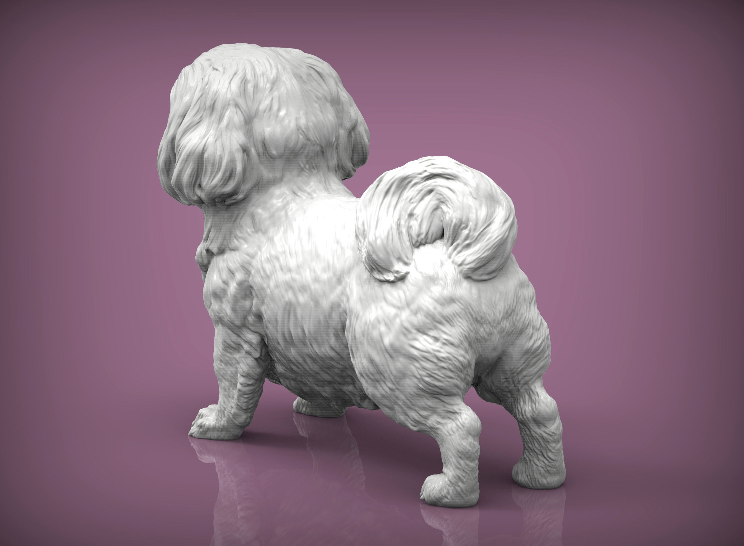 British Shih Tzu 3D print model_3