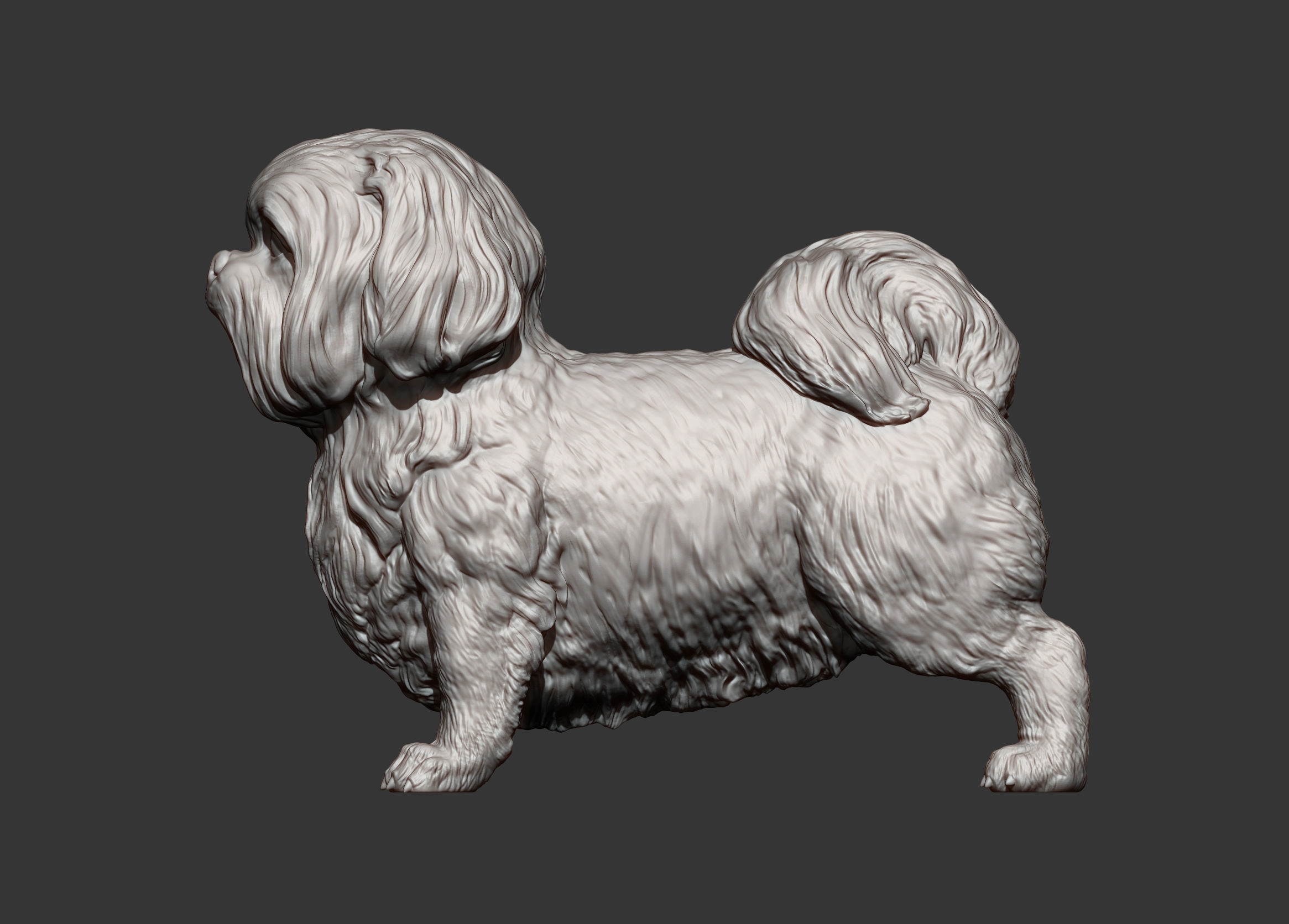 British Shih Tzu 3D print model_7
