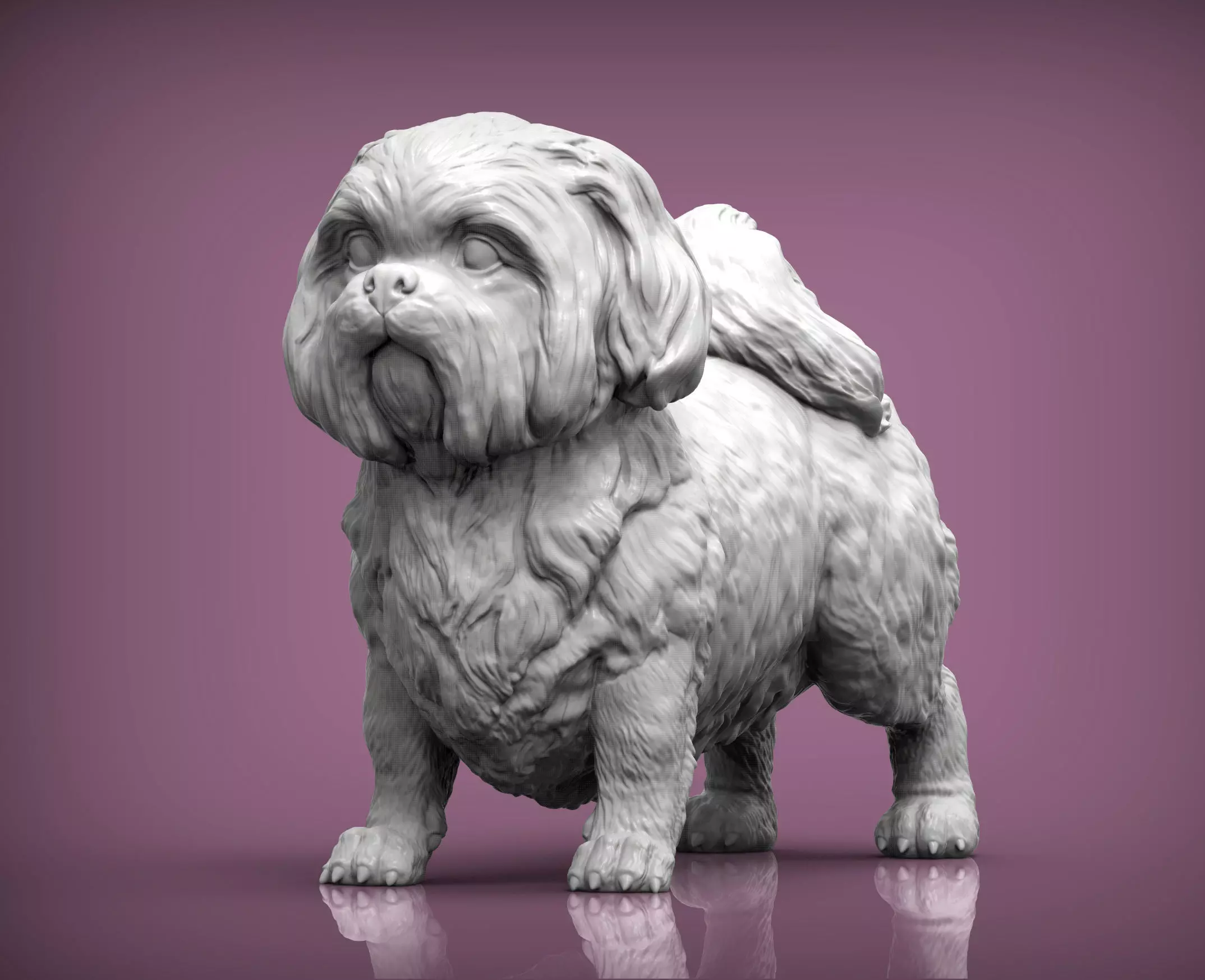 British Shih Tzu 3D print model_0
