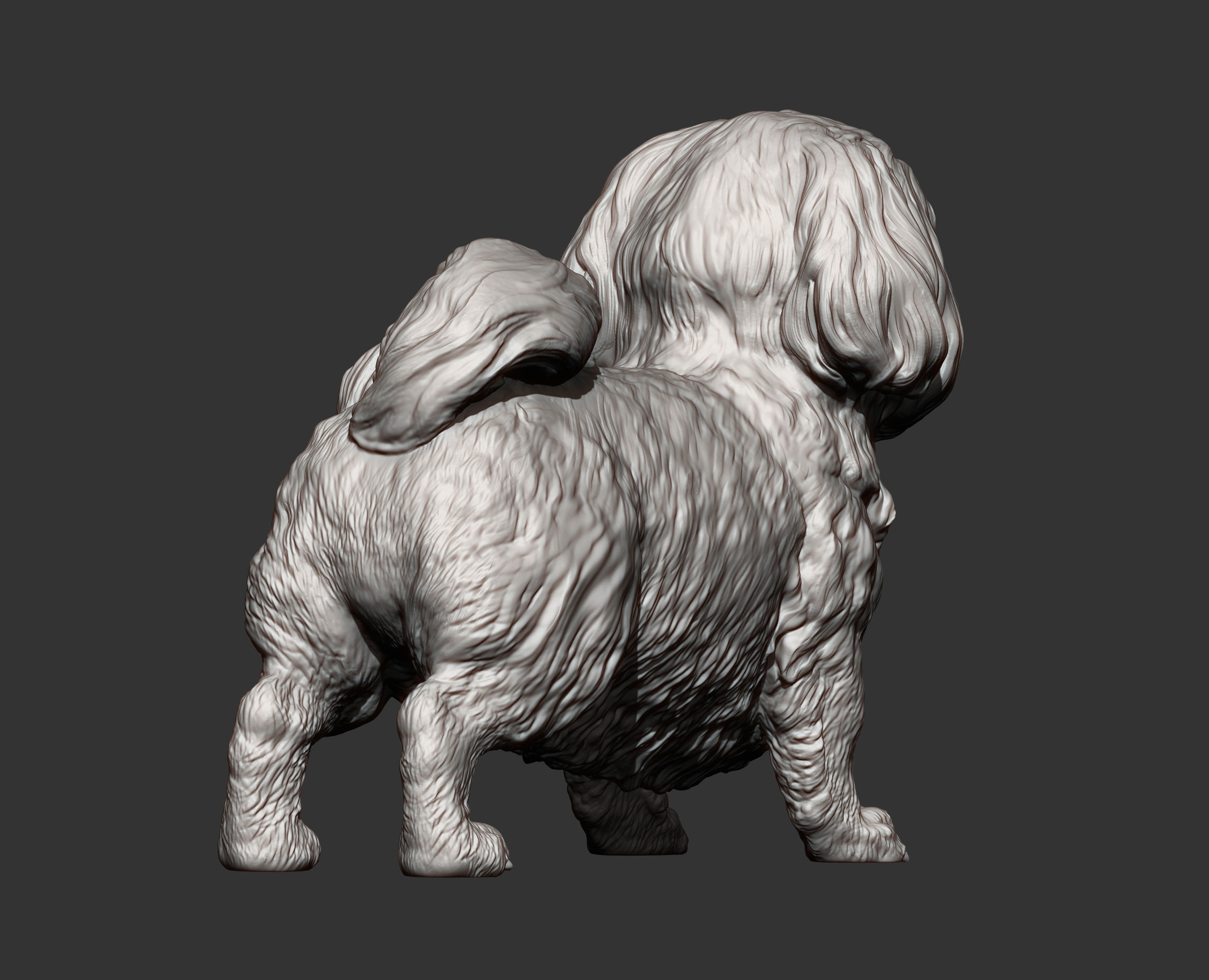 British Shih Tzu 3D print model_10