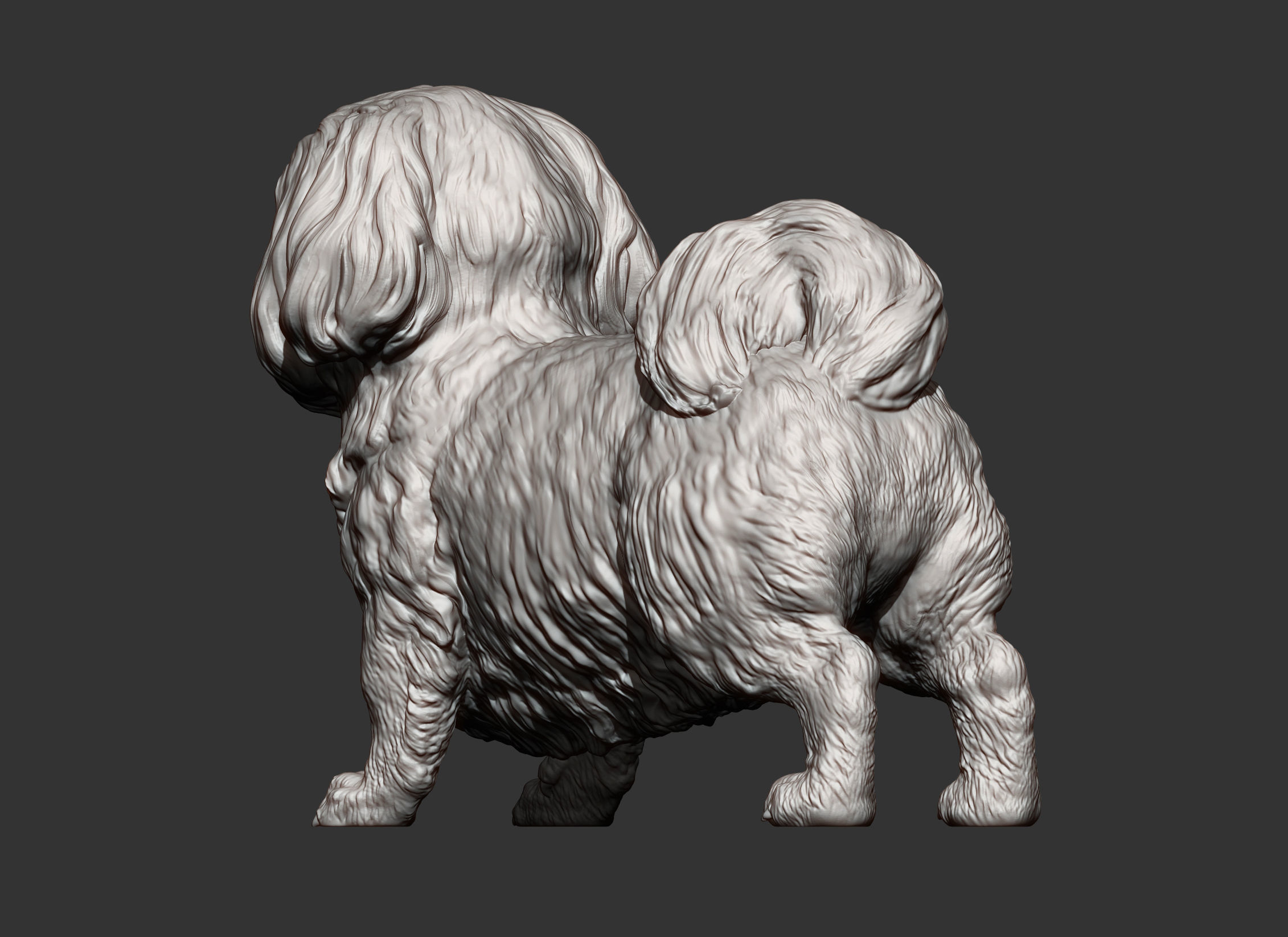 British Shih Tzu 3D print model_5