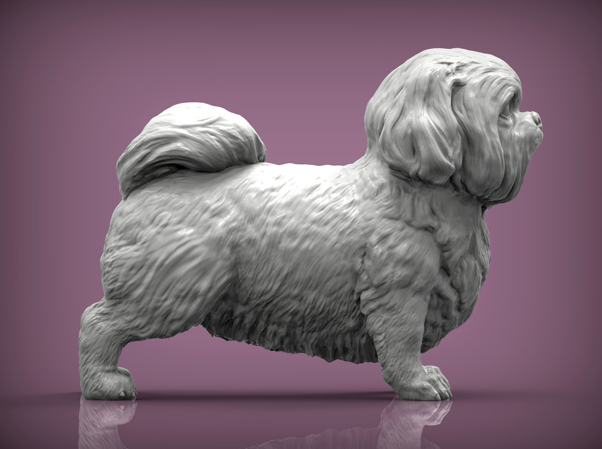 British Shih Tzu 3D print model_4