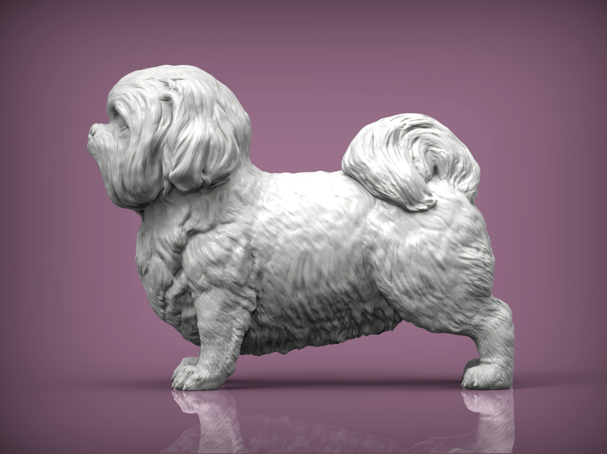 British Shih Tzu 3D print model_1
