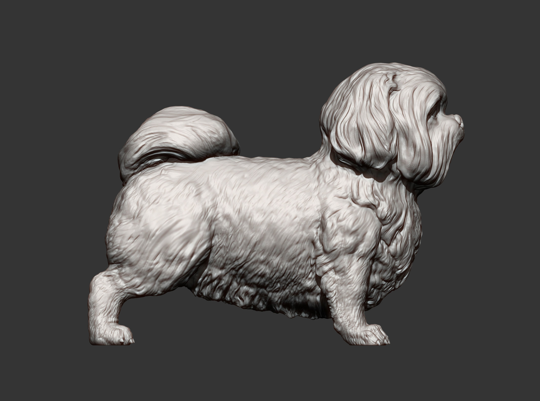 British Shih Tzu 3D print model_11