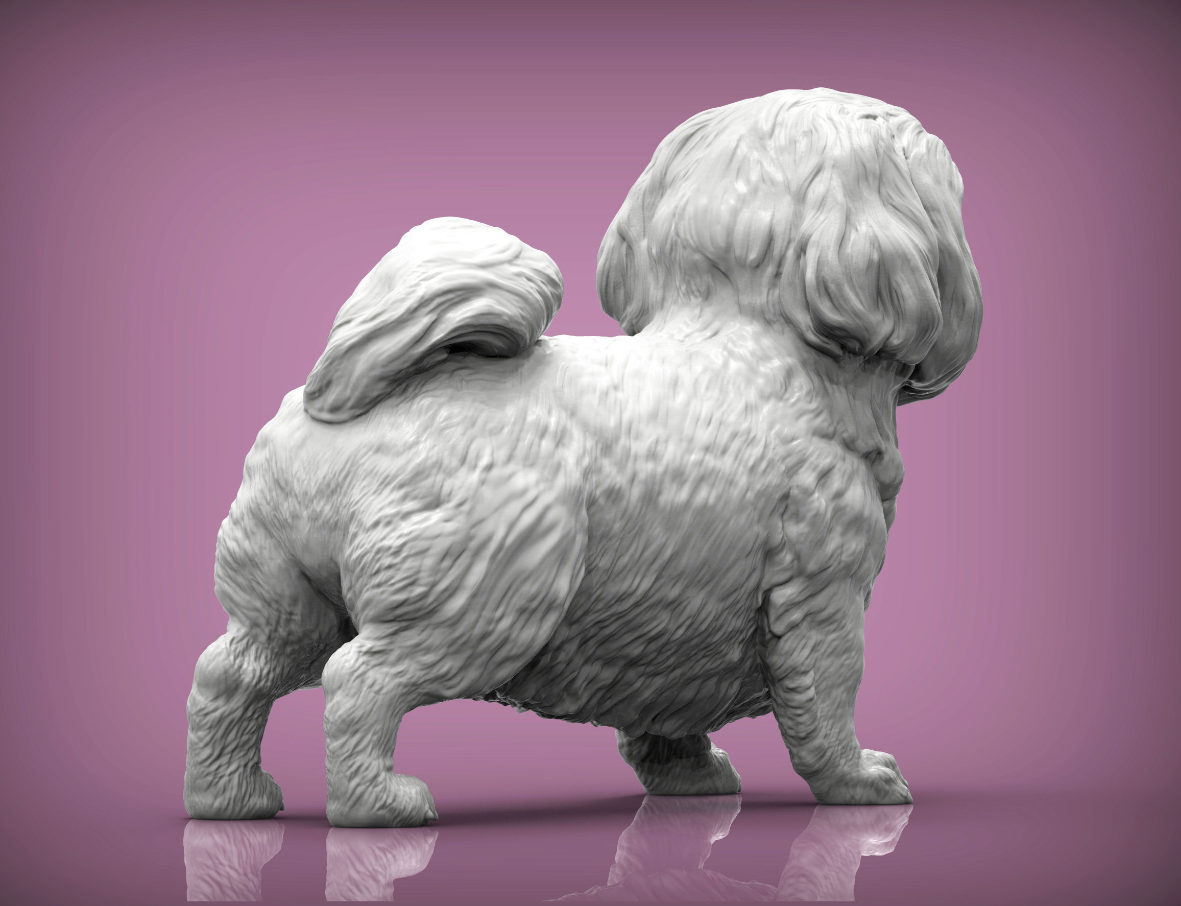 British Shih Tzu 3D print model_2