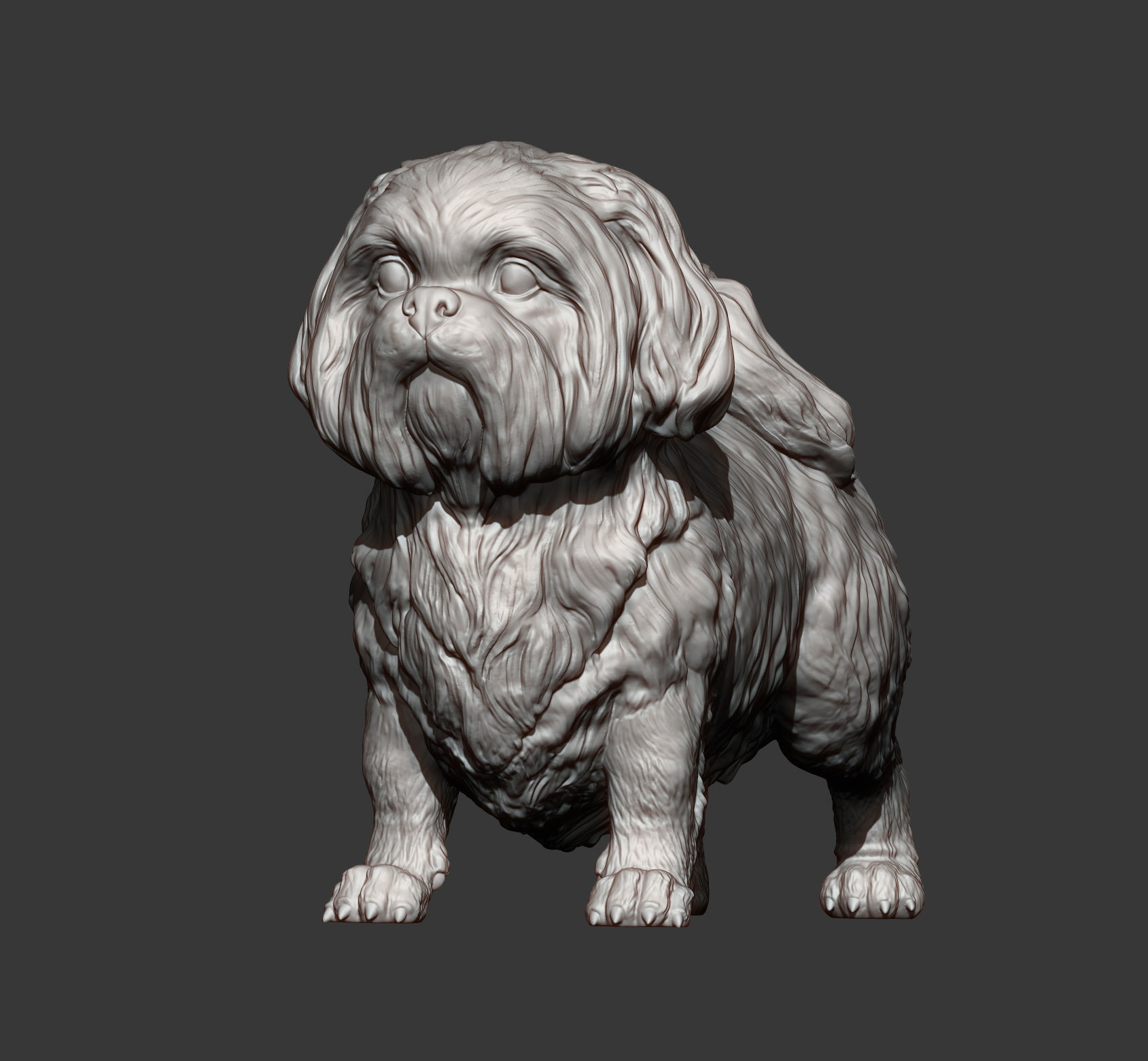 British Shih Tzu 3D print model_6