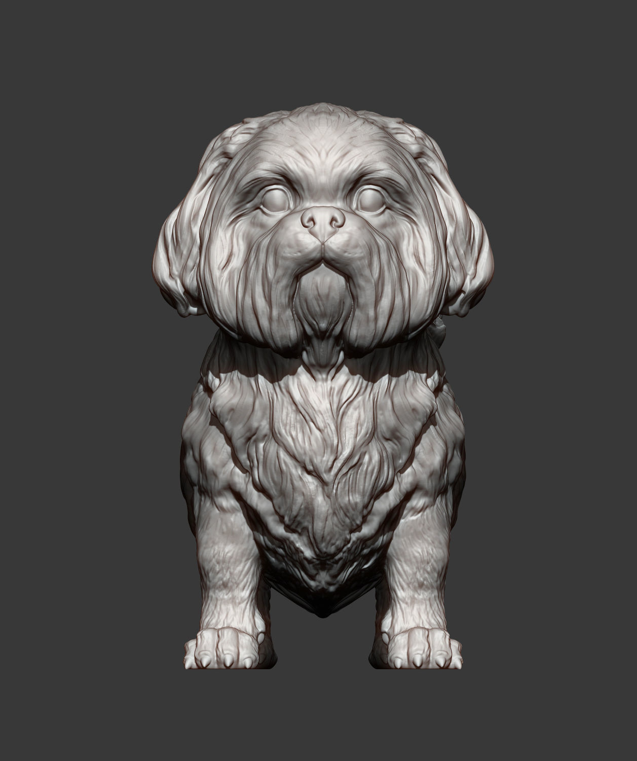 British Shih Tzu 3D print model_8
