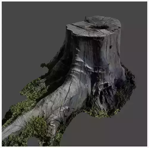 Treetrunkbase tree stump with grass