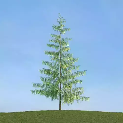 Tall Thin Tree 3D model