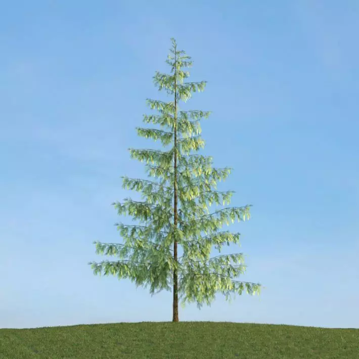 Tall Thin Tree 3D model_0