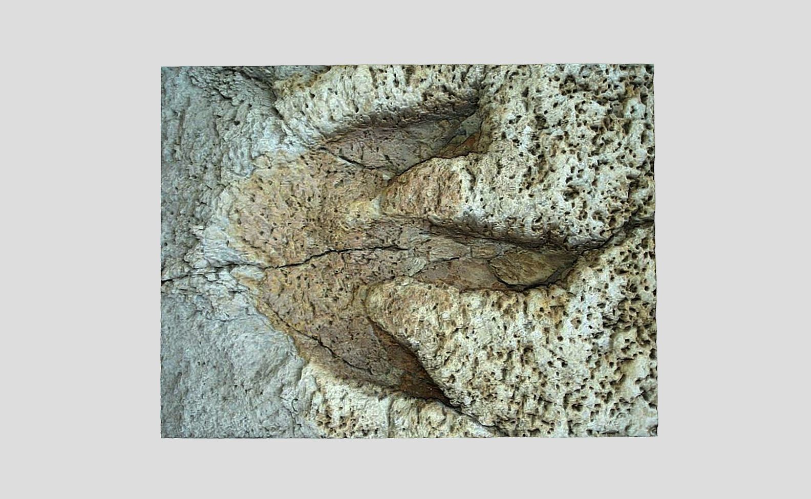 Tyrannosaurus Rex Footprint - fossil-dinosaur-3D Printing 3D model_3