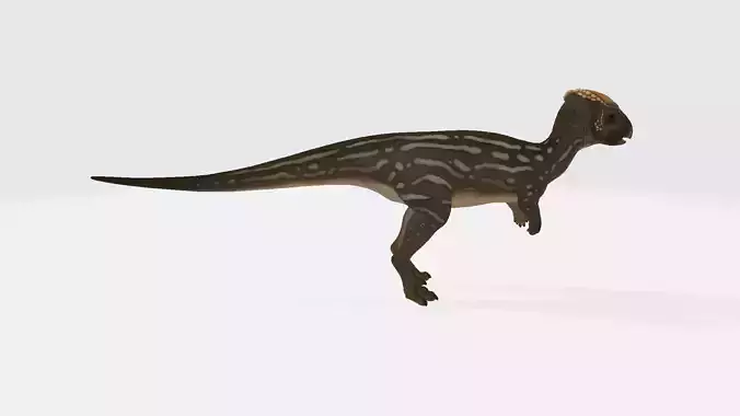 Homalocephale dinosaur