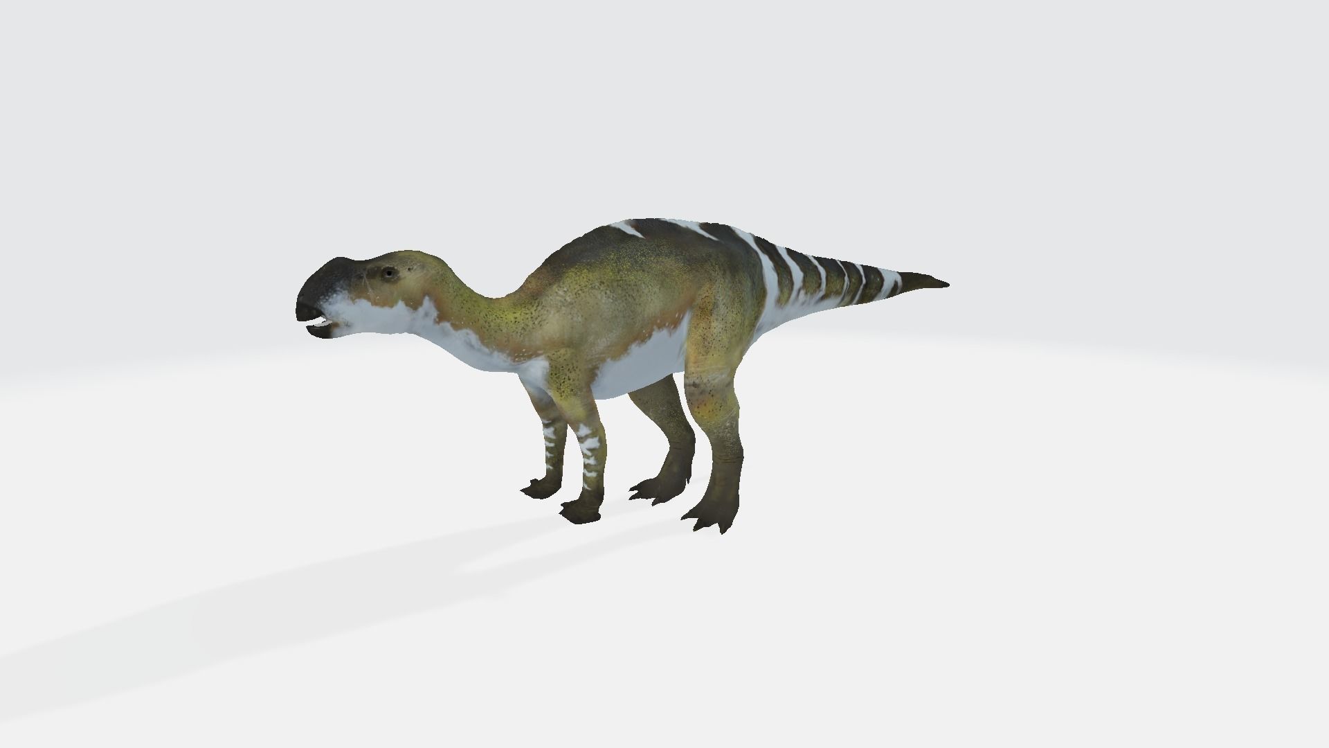 Muttaburrasaurus dinosaur 3D model_1