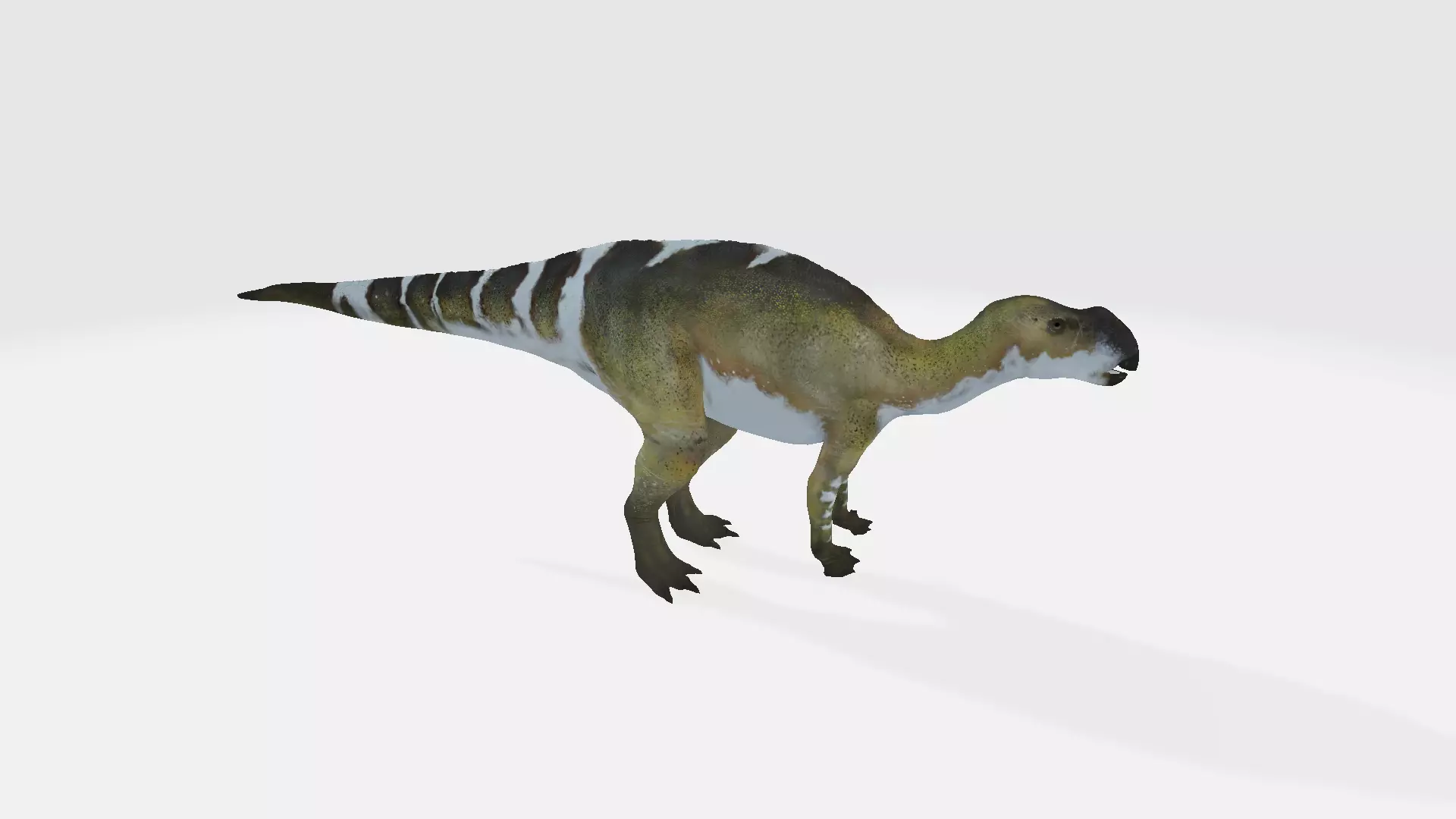 Muttaburrasaurus dinosaur 3D model_0