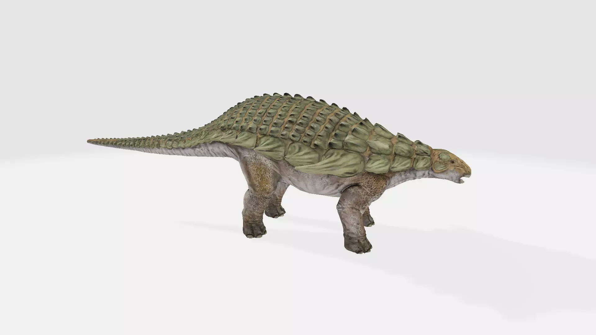 Nodosaurus dinosaur 3D model_0
