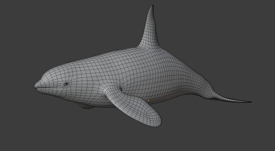 Killer Whale Orca Animated Low-poly 3D model_18