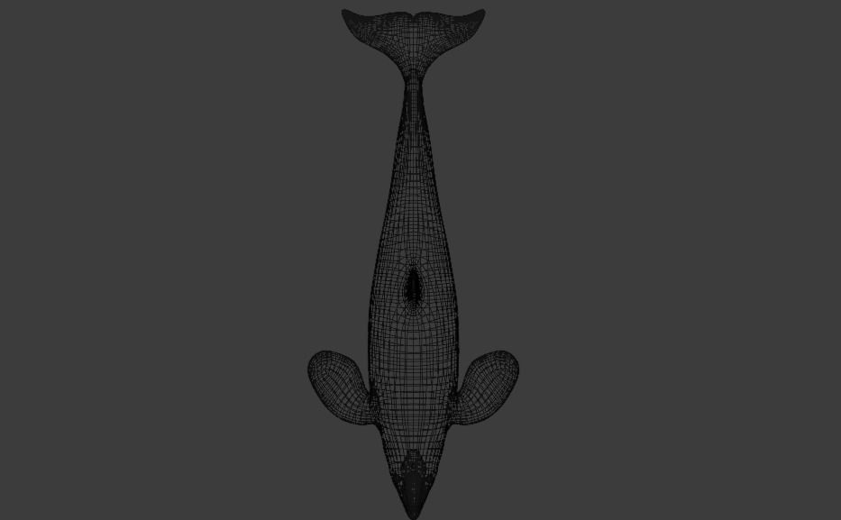 Killer Whale Orca Animated Low-poly 3D model_23