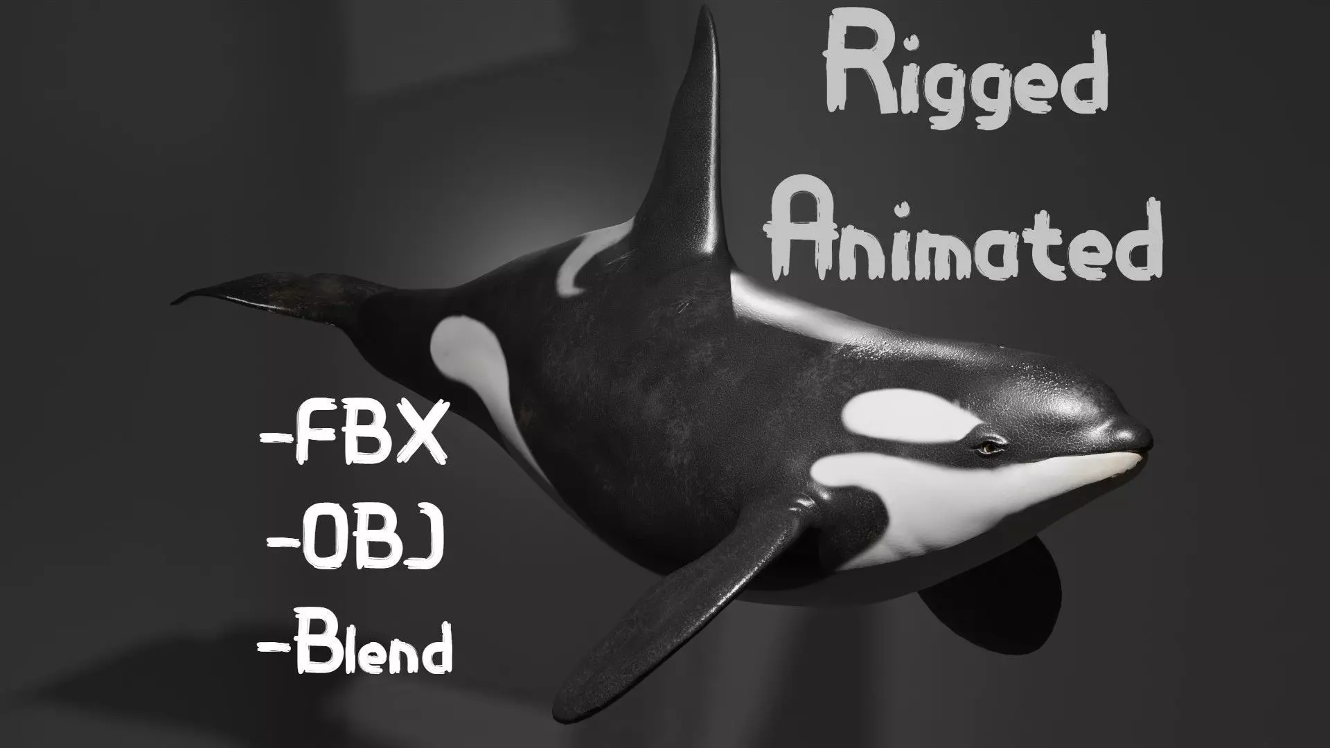 Killer Whale Orca Animated Low-poly 3D model_0
