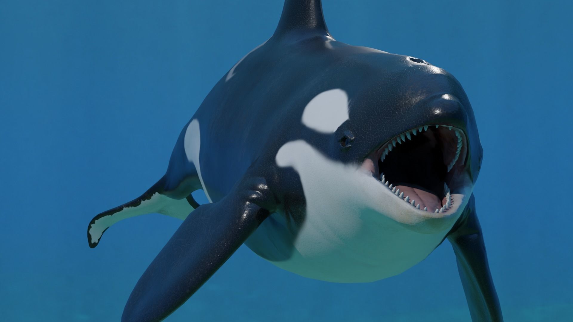 Killer Whale Orca Animated Low-poly 3D model_9