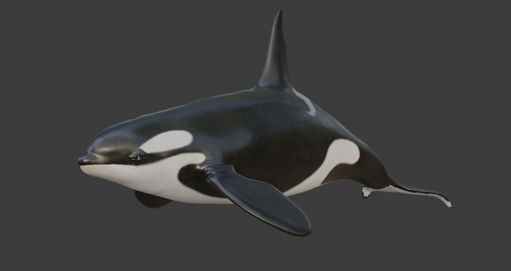 Killer Whale Orca Animated Low-poly 3D model_13
