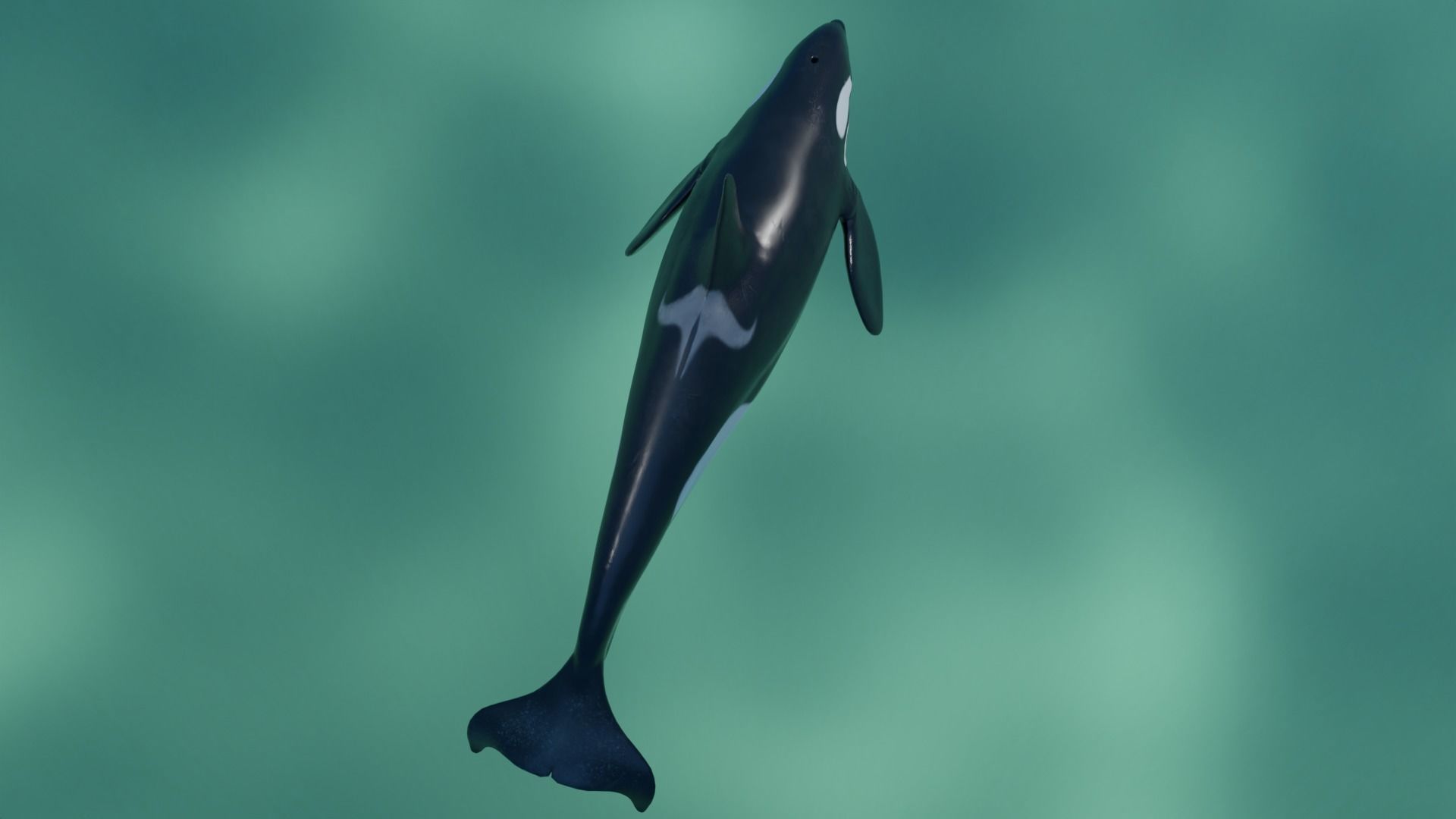Killer Whale Orca Animated Low-poly 3D model_12