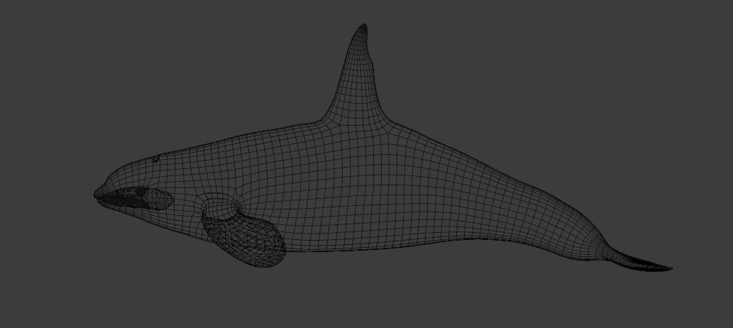 Killer Whale Orca Animated Low-poly 3D model_22
