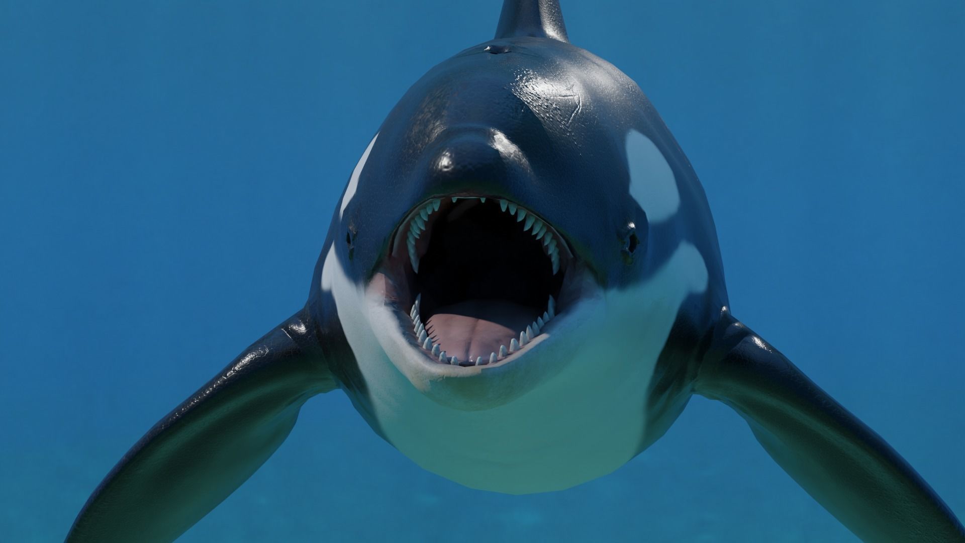 Killer Whale Orca Animated Low-poly 3D model_10