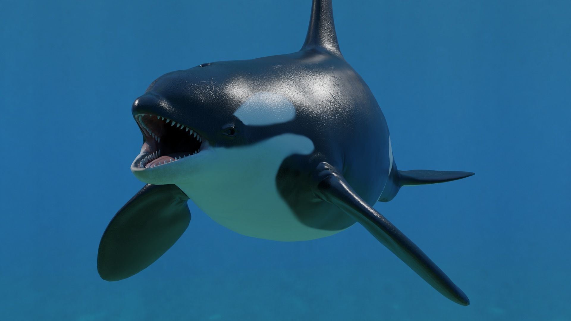 Killer Whale Orca Animated Low-poly 3D model_7