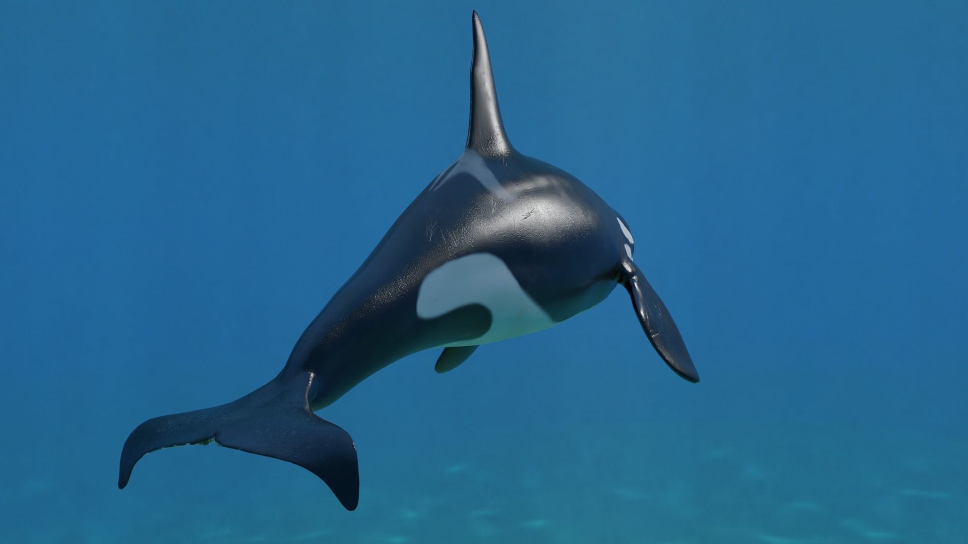 Killer Whale Orca Animated Low-poly 3D model_6