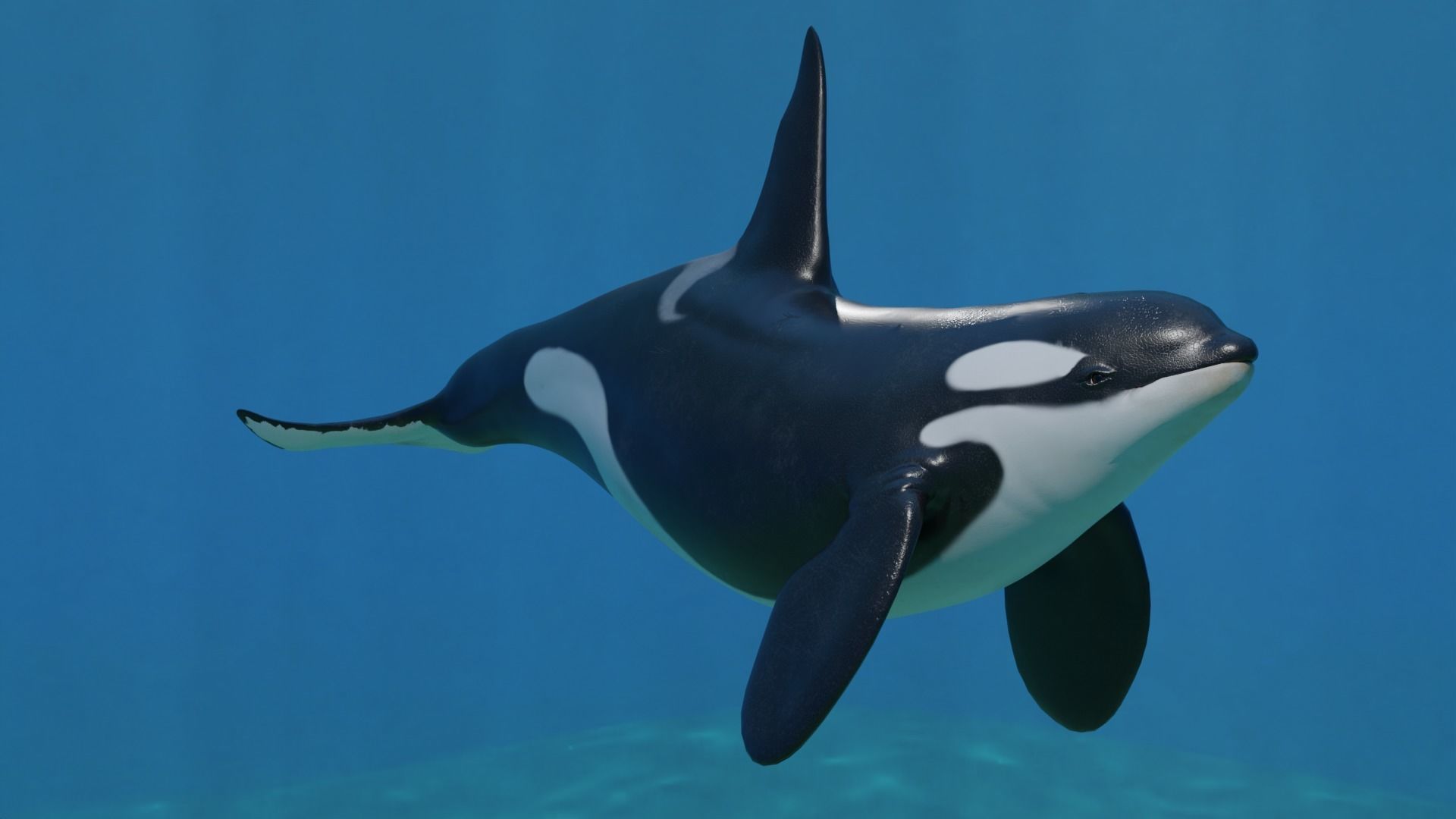 Killer Whale Orca Animated Low-poly 3D model_3