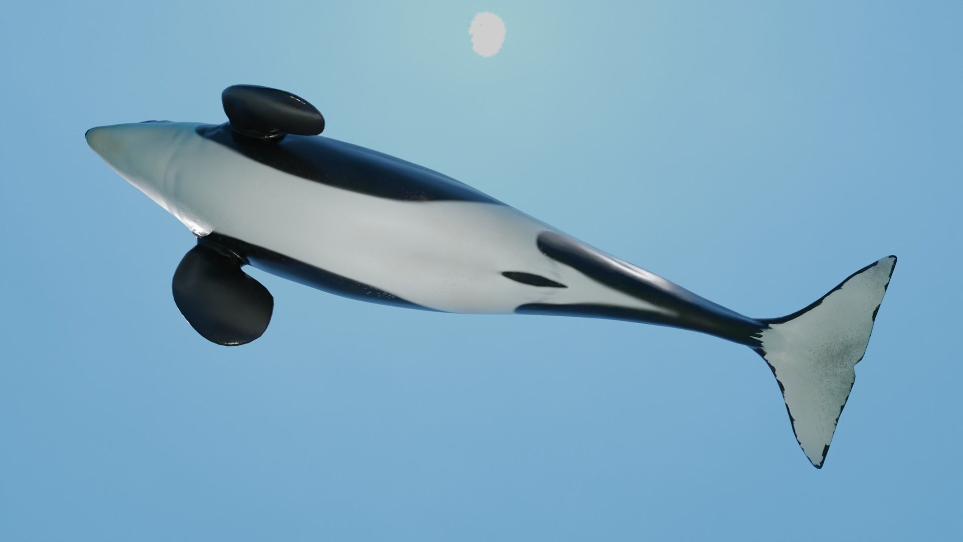 Killer Whale Orca Animated Low-poly 3D model_11