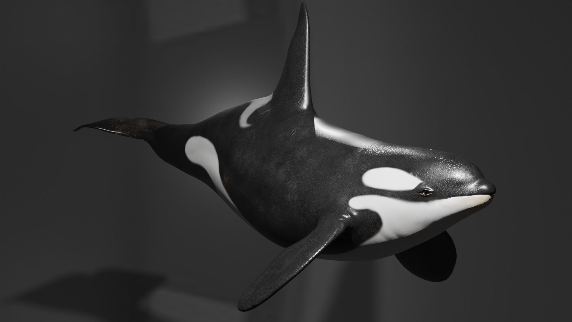 Killer Whale Orca Animated Low-poly 3D model_2