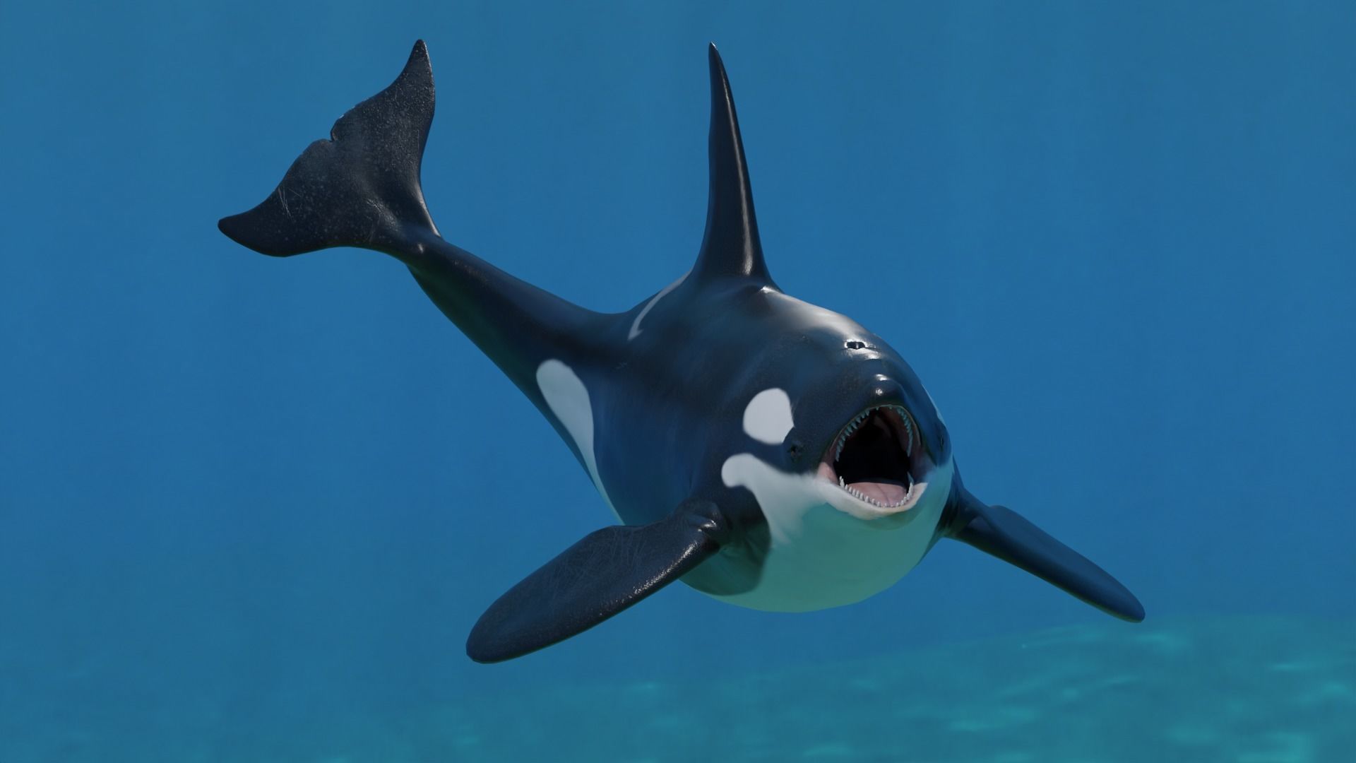Killer Whale Orca Animated Low-poly 3D model_5