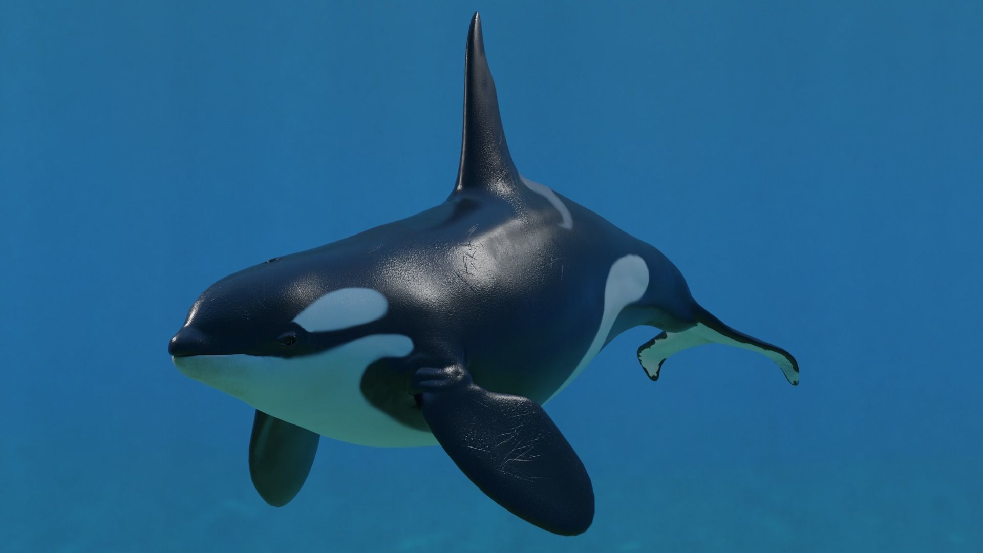 Killer Whale Orca Animated Low-poly 3D model_4