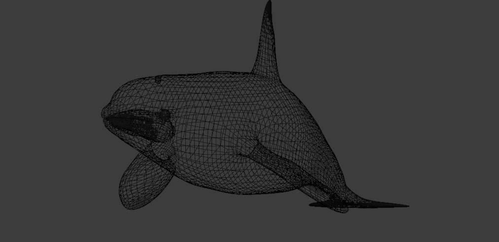 Killer Whale Orca Animated Low-poly 3D model_24